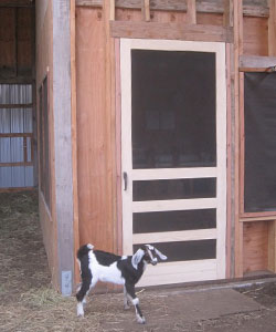 Model 409 Traditional Wood Screen Door in Pine Wood. Barn Door.